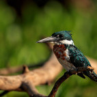 Amazon kingfisher in the Pantanal, Brazil.
