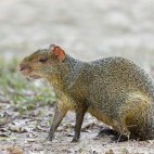 Azara agouti in the Pantanal, Brazil