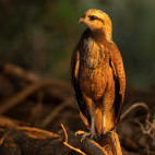 Black-collared hawk in the Pantanal, Brazil.