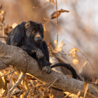 Black howler monkey in the Pantanal, Brazil.