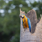 Blue-and-yellow macaw in the Pantanal, Brazil.