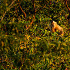 Brown capuchin in the Pantanal, Brazil.