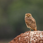 Burrowing owl in the Pantanal, Brazil.