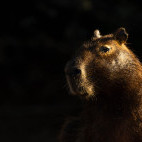 Capybara in the Pantanal, Brazil.