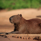 Capybara in the Pantanal, Brazil.