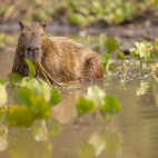 Capybara in the Pantanal, Brazil.
