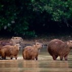 Capybara family in the Pantanal, Brazil.