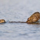 Capybara in Brazil.