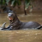 Giant river otter in the Pantanal, Brazil.