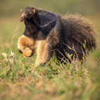 Giant anteater in the Pantanal, Brazil.