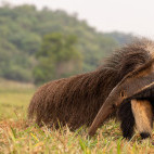 Giant anteater in the Pantanal, Brazil.