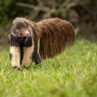 Giant anteater in the Pantanal, Brazil.