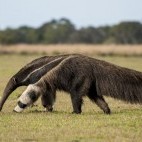 Giant anteater in Brazil