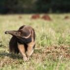 Giant anteater in the Pantanal, Brazil.