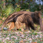 Giant anteater