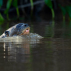 Giant river otter in the Pantanal, Brazil.