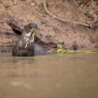 Giant river otter in the Pantanal, Brazil.