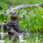 Giant river otter in the Pantanal, Brazil.