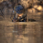 Giant river otter in the Pantanal, Brazil.