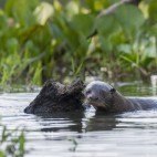 Giant river otters in the Pantanal, Brazil.