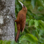 Great rufous woodcreeper in the Pantanal, Brazil.