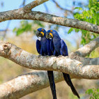 Hyacinth macaw in the Pantanal, Brazil.
