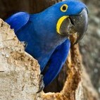 Hyacinth macaw in the Pantanal, Brazil.