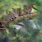 Jaguar in the Pantanal, Brazil.