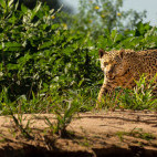 Jaguar in the Pantanal, Brazil.