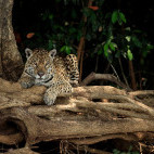 Jaguar in the Pantanal, Brazil.