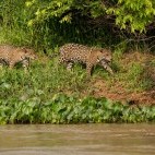 Jaguar in the Pantanal.