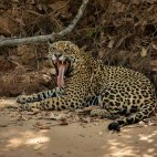 Jaguar in the Pantanal.