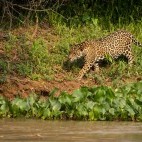 Jaguar in the Pantanal.