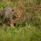 Jaguar in the Pantanal.