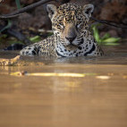 Jaguar in the Pantanal.