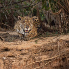 Jaguar in the Pantanal, Brazil.