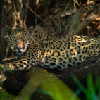 Jaguar in the Pantanal, Brazil.