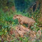 Jaguar in the Pantanal.