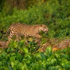 Jaguar in the Pantanal, Brazil.