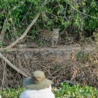 Jaguar in the Pantanal, Brazil.