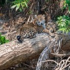 Jaguar and cub in the Pantanal, Brazil.