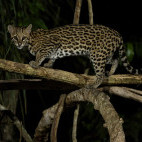 Ocelot in the Pantanal, Brazil.