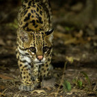 Ocelot in the Pantanal, Brazil.