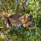 Black-and-gold howler monkey in the Pantanal, Brazil.