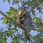 Brazilian porcupine in the Pantanal, Brazil.