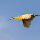 Capped heron in the Pantanal, Brazil.