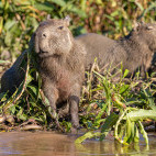 Capybara in the Pantanal, Brazil.