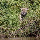 Jaguar in the Pantanal, Brazil.