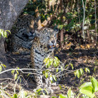 Jaguar in the Pantanal, Brazil.