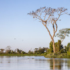 Neotropic cormorants in the Pantanal, Brazil.